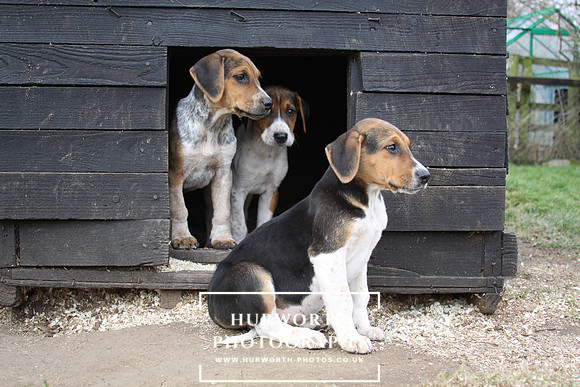 Hurworth Hunt Hound Pups 090