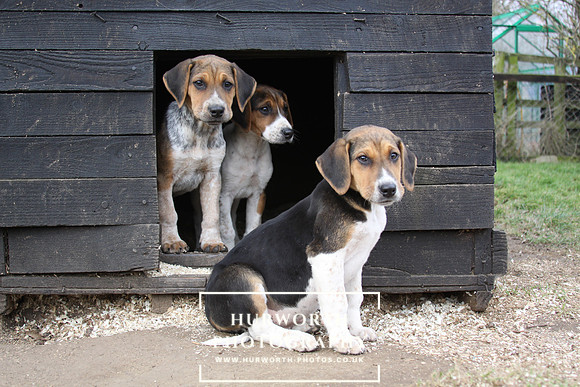 Hurworth Hunt Hound Pups 088