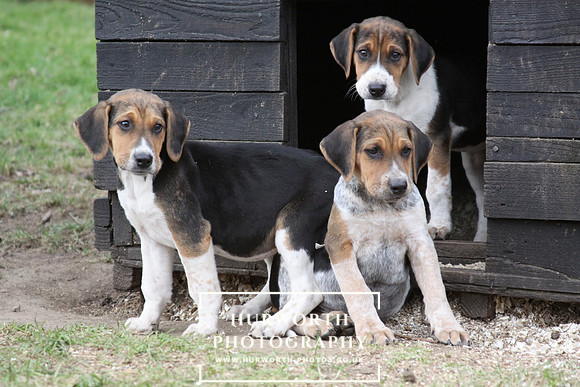 Hurworth Hunt Hound Pups 107