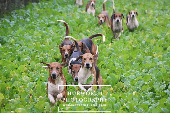 Hurworth Hunt 81