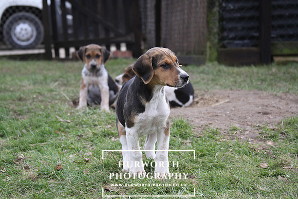 Hurworth Hunt Hound Pups 024