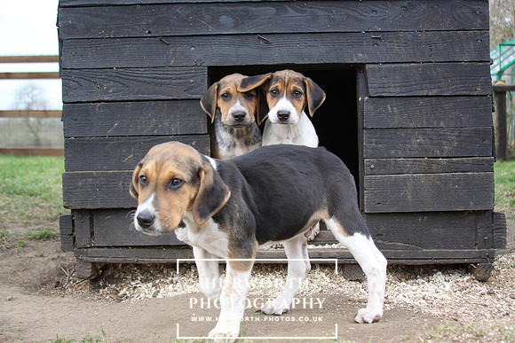 Hurworth Hunt Hound Pups 083