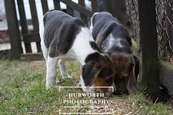 Hurworth Hunt Hound Pups 058