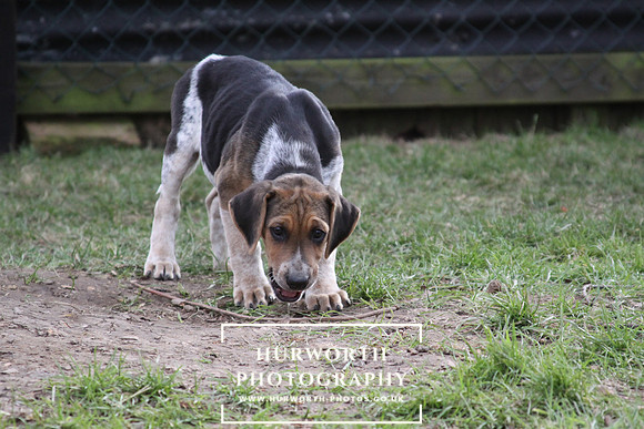 Hurworth Hunt Hound Pups 002