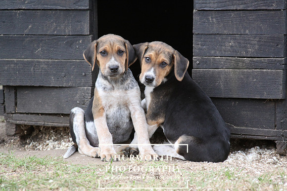 Hurworth Hunt Hound Pups 100