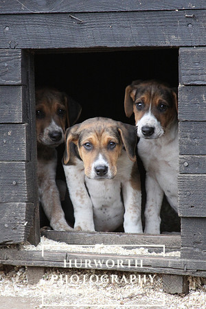Hurworth Hunt Hound Pups 116