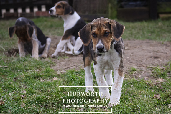 Hurworth Hunt Hound Pups 012