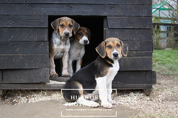 Hurworth Hunt Hound Pups 089
