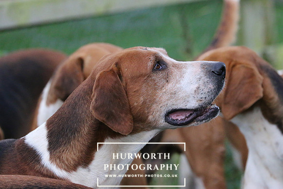 Hurworth Hunt  94