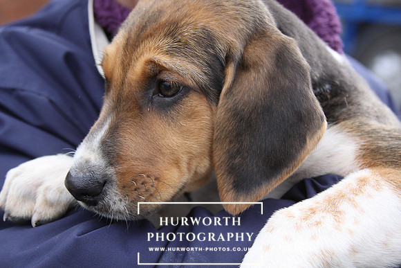 Hurworth Hunt Hound Pups 094