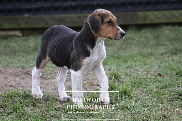 Hurworth Hunt Hound Pups 025