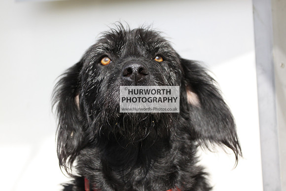 Hurworth Hunt Hedge Hop 023