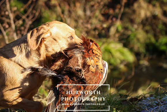 Studley Royal Ladies Shoot 145