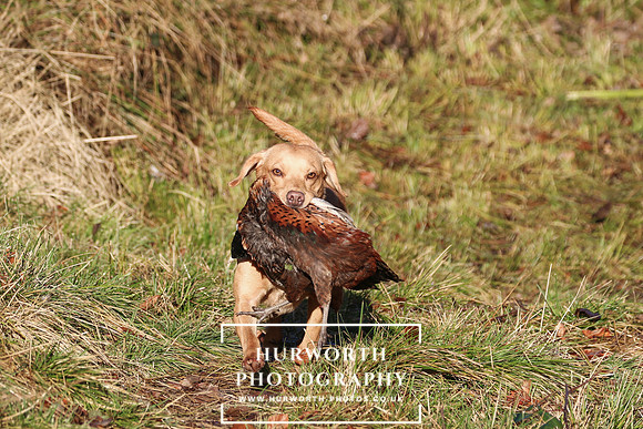 Studley Royal Ladies Shoot 151