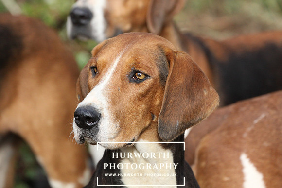 Hurworth Hunt  010