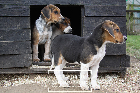 Hurworth Hunt Hound Pups 086