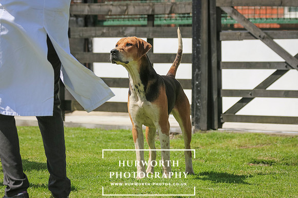 Hurworth Hunt 23