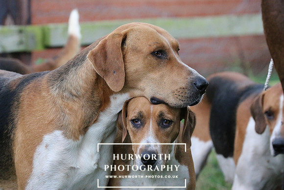 Hurworth Hunt  105