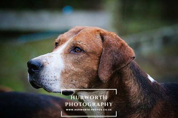 Hurworth Hunt 1