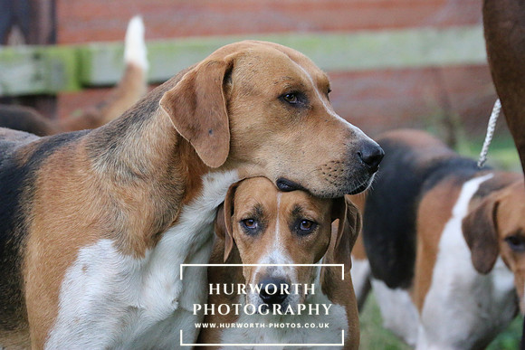 Hurworth Hunt  104