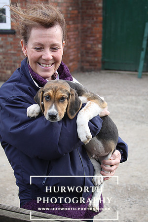 Hurworth Hunt Hound Pups 091