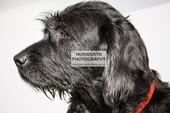 Hurworth Hunt Hedge Hop 018