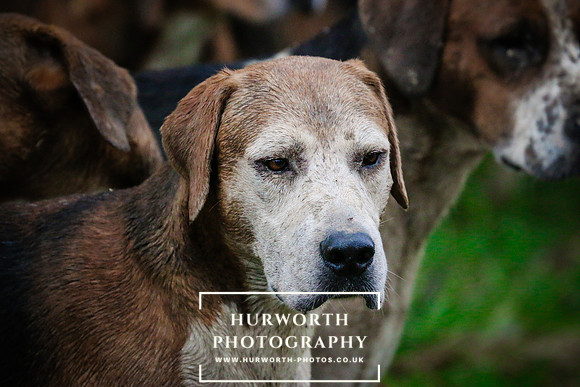 Hurworth Hunt  507