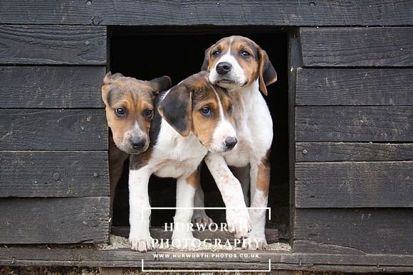 Hurworth Hunt Hound Pups 079