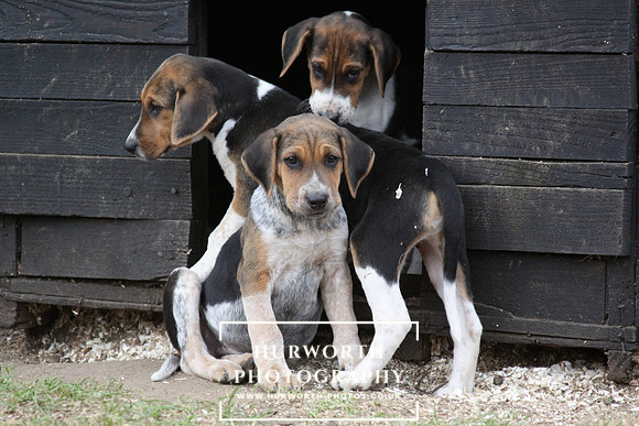 Hurworth Hunt Hound Pups 106