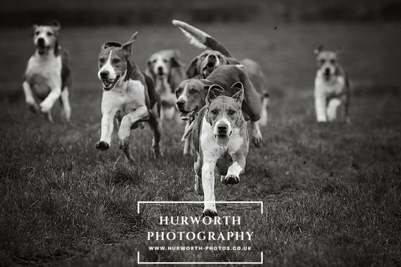 Hurworth Hunt 115