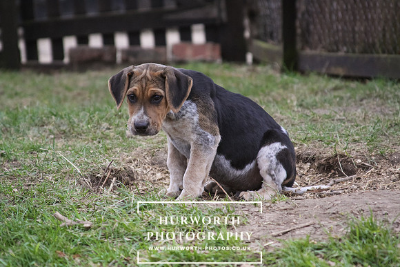 Hurworth Hunt Hound Pups 007