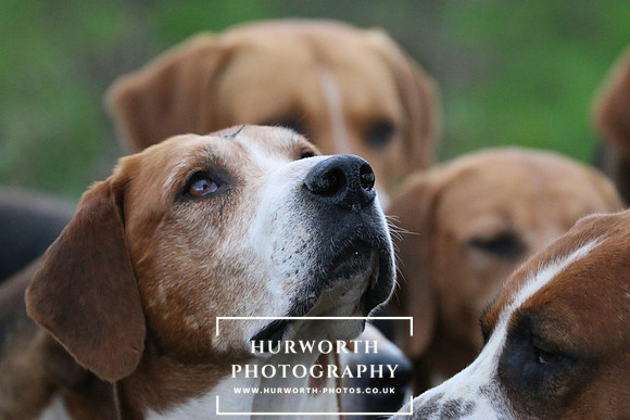 Hurworth Hunt  117