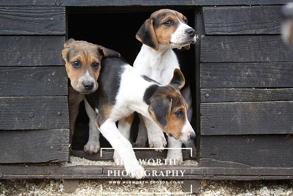 Hurworth Hunt Hound Pups 080