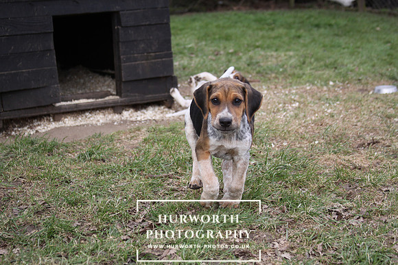 Hurworth Hunt Hound Pups 053