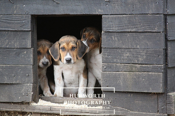 Hurworth Hunt Hound Pups 111