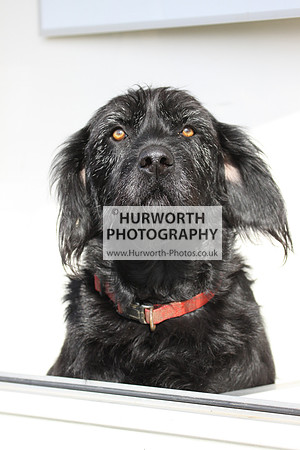 Hurworth Hunt Hedge Hop 022
