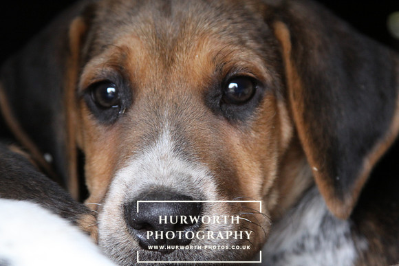 Hurworth Hunt Hound Pups 172