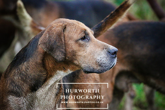 Hurworth Hunt  506