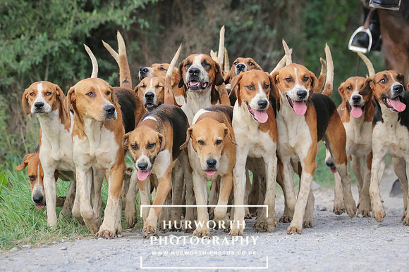 Hurworth Hunt 144
