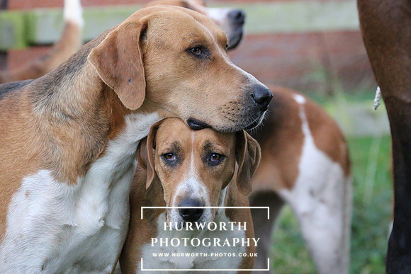 Hurworth Hunt  102