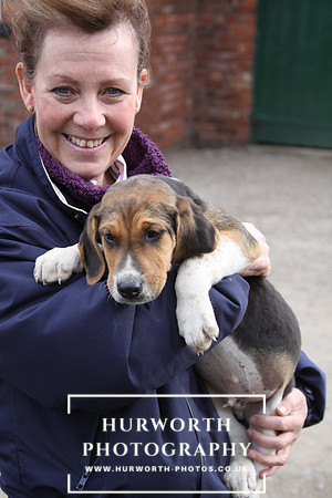 Hurworth Hunt Hound Pups 092