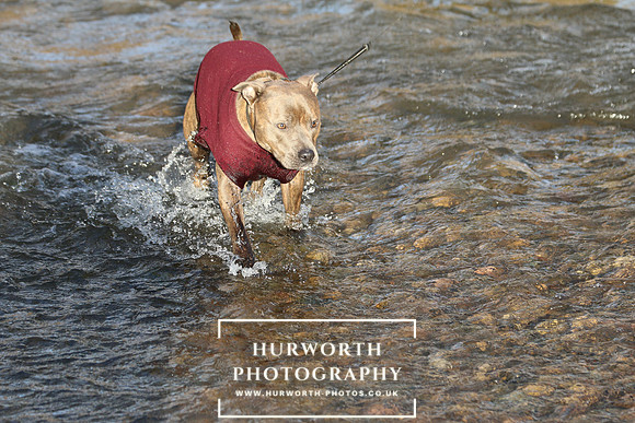 Hurworth Hunt 135