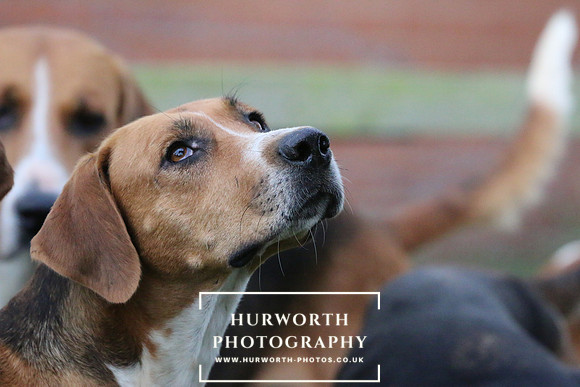 Hurworth Hunt  97
