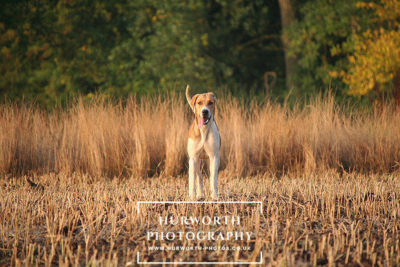 Hurworth Hunt  016