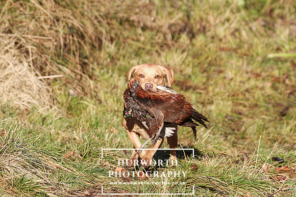 Studley Royal Ladies Shoot 150