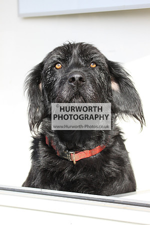 Hurworth Hunt Hedge Hop 021