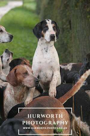 Bilsdale Hunt  055