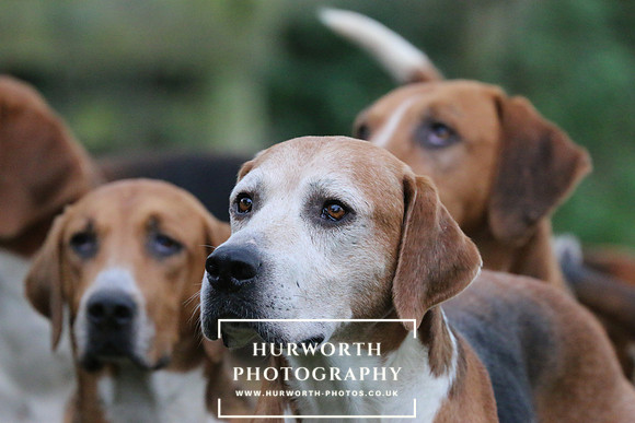 Hurworth Hunt  98