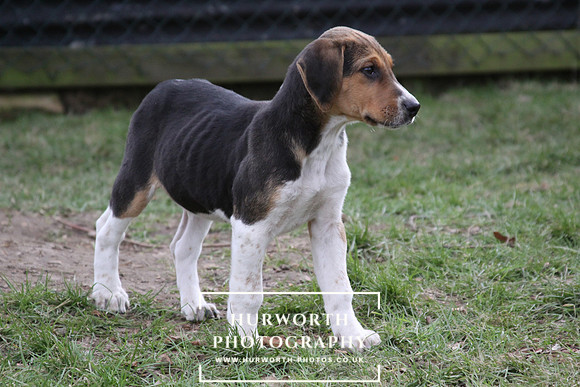 Hurworth Hunt Hound Pups 026