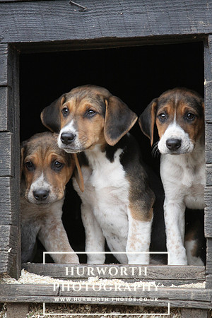 Hurworth Hunt Hound Pups 132